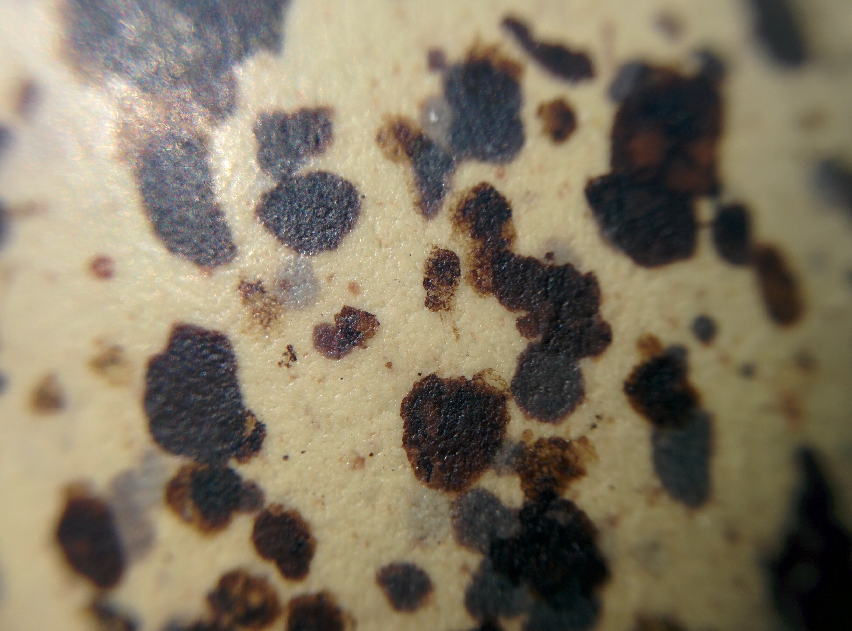 IMG\_20160522\_103222