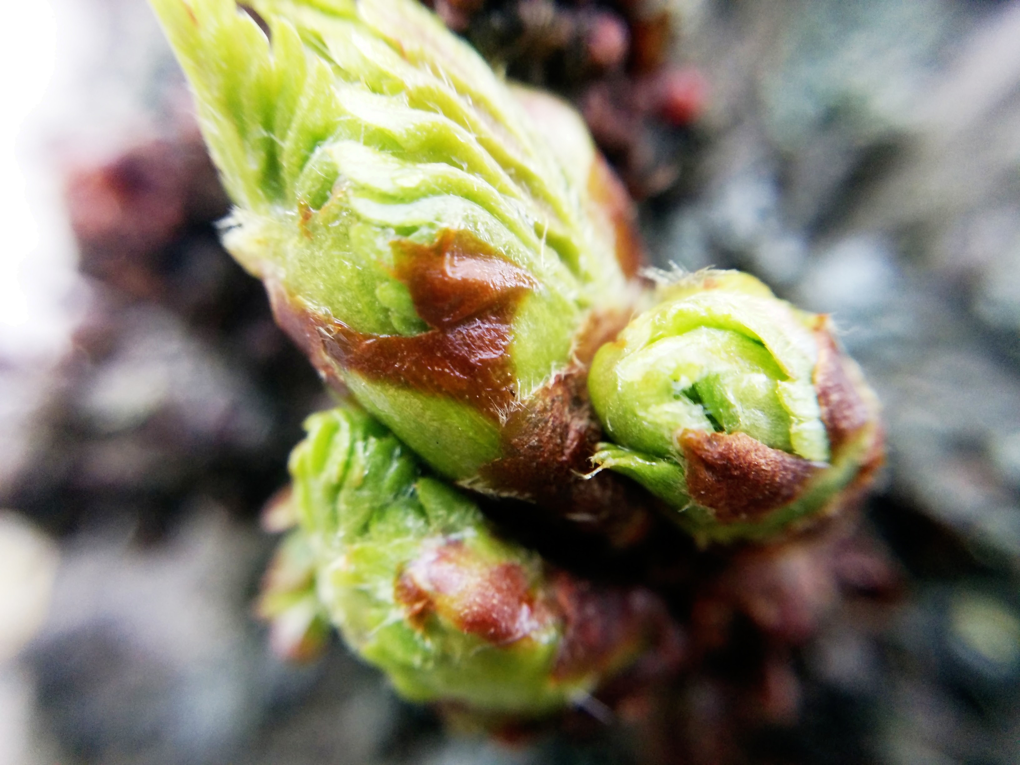 img_20160511_174328-1