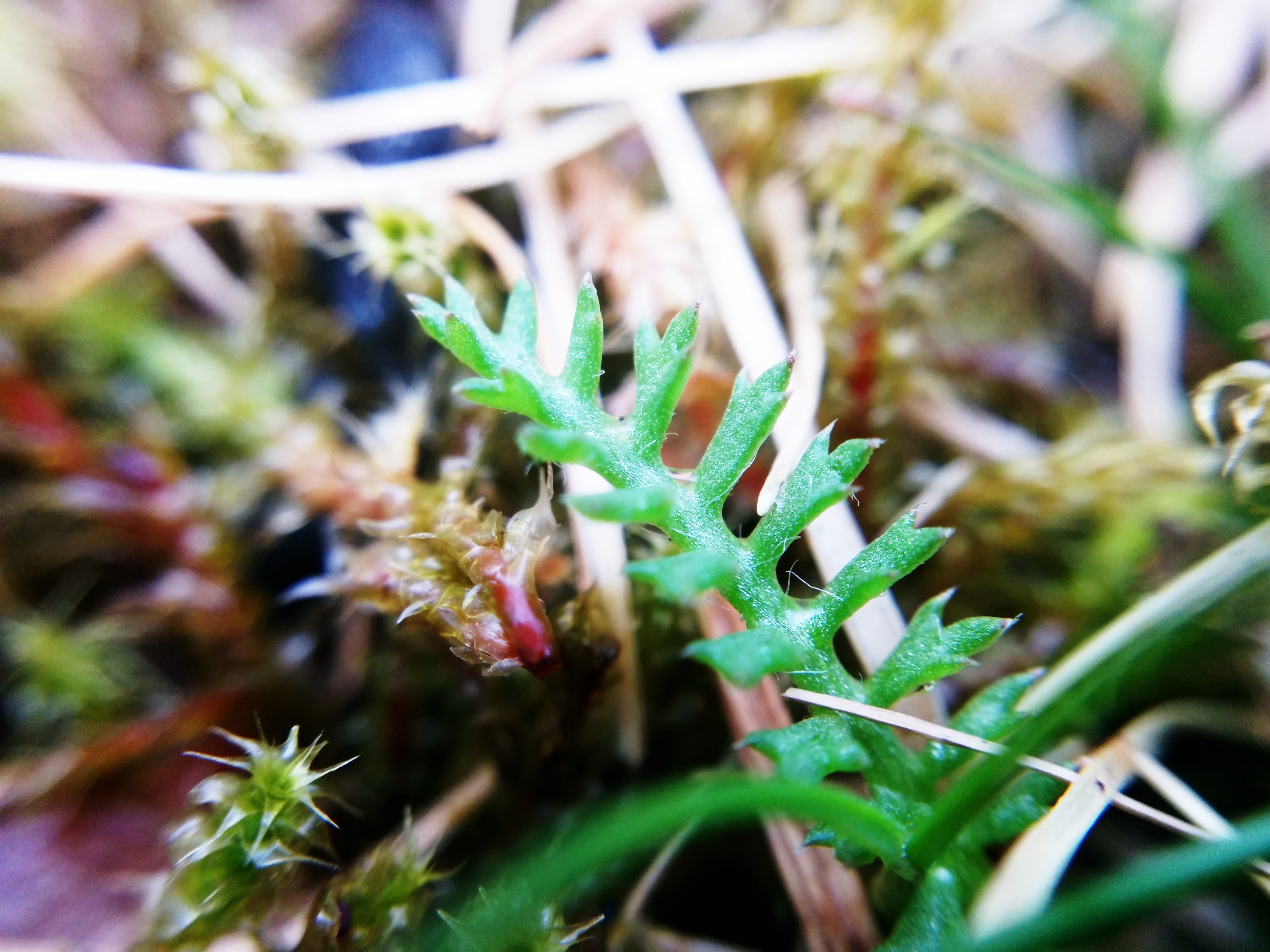 img_20160511_174328-10