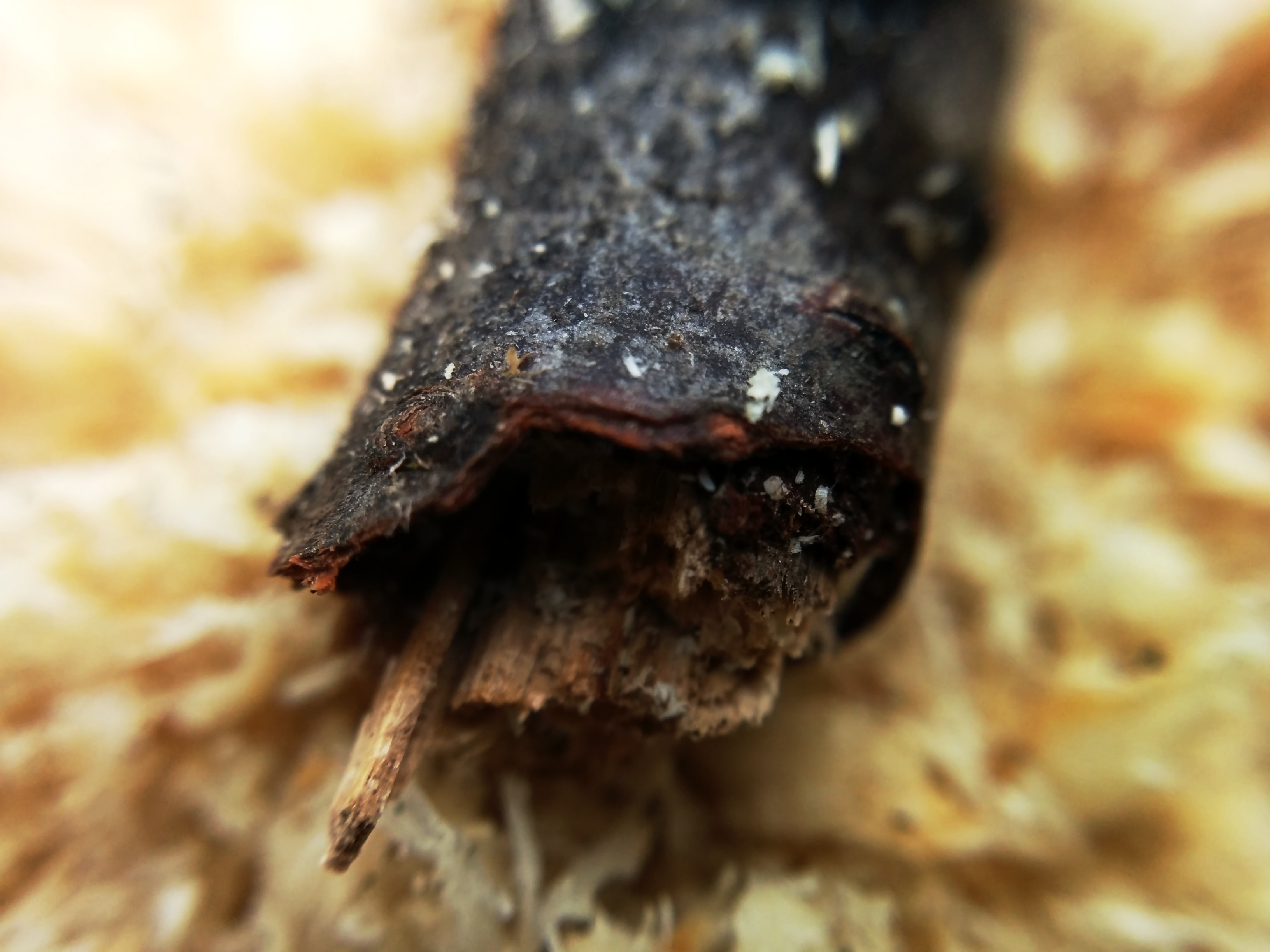 img_20160511_174328-5