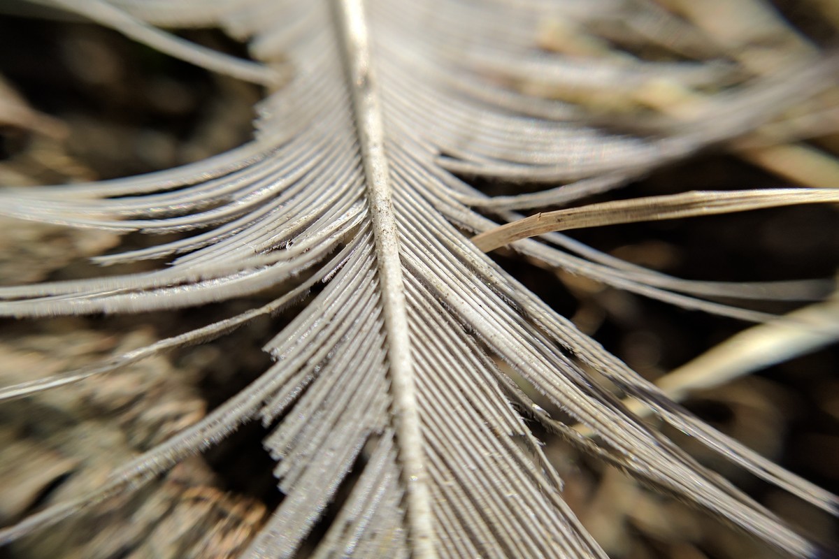 IMG\_20170427\_121509.jpg-1200