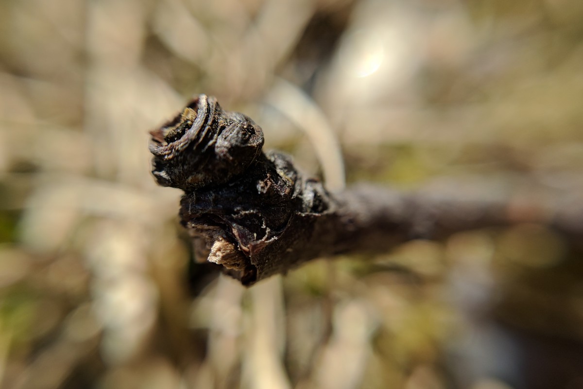 IMG\_20170427\_121819.jpg-1200